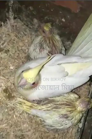 Lutino Running Pair Cockatiel For Sale