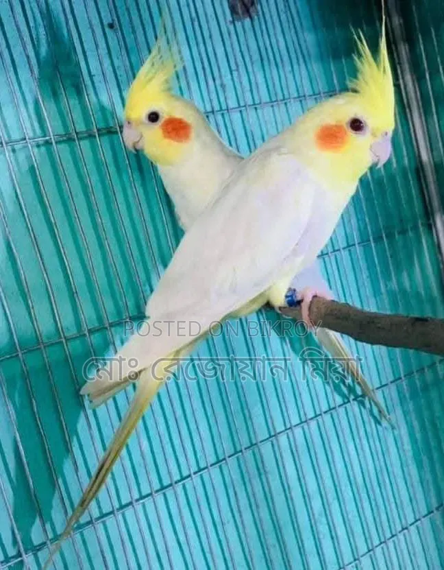 Lutino Running Pair Cockatiel For Sale