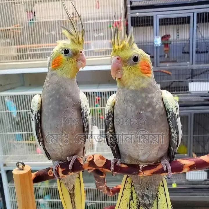 Lutino Running Pair Cockatiel For Sale