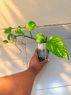 Money Plant