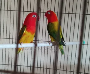 Stunning Colored Fisher Lovebird Pair Red Face Beautiful Mutation