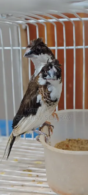 বেঙ্গলি প্রিন্স মাথায় জুটি আছে