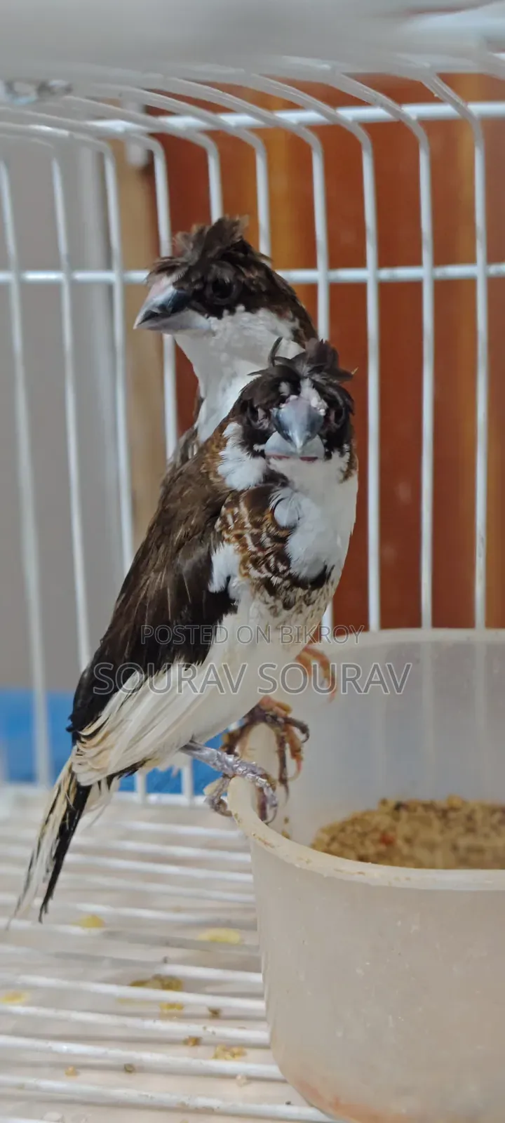 বেঙ্গলি প্রিন্স মাথায় জুটি আছে
