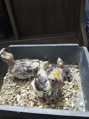 Tame Sized Cockatiel Baby