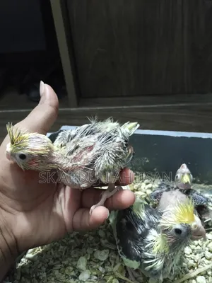 Tame Sized Cockatiel Baby