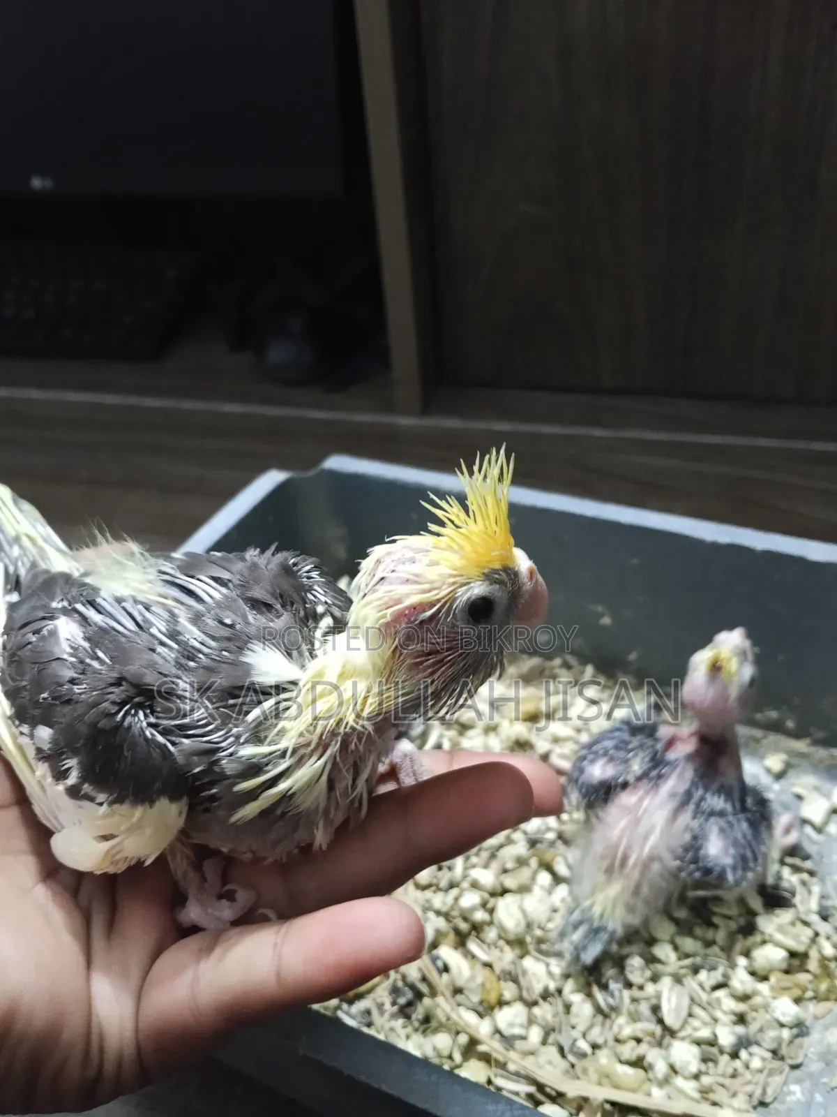 Tame Sized Cockatiel Baby