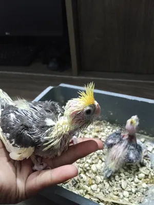 Tame Sized Cockatiel Baby