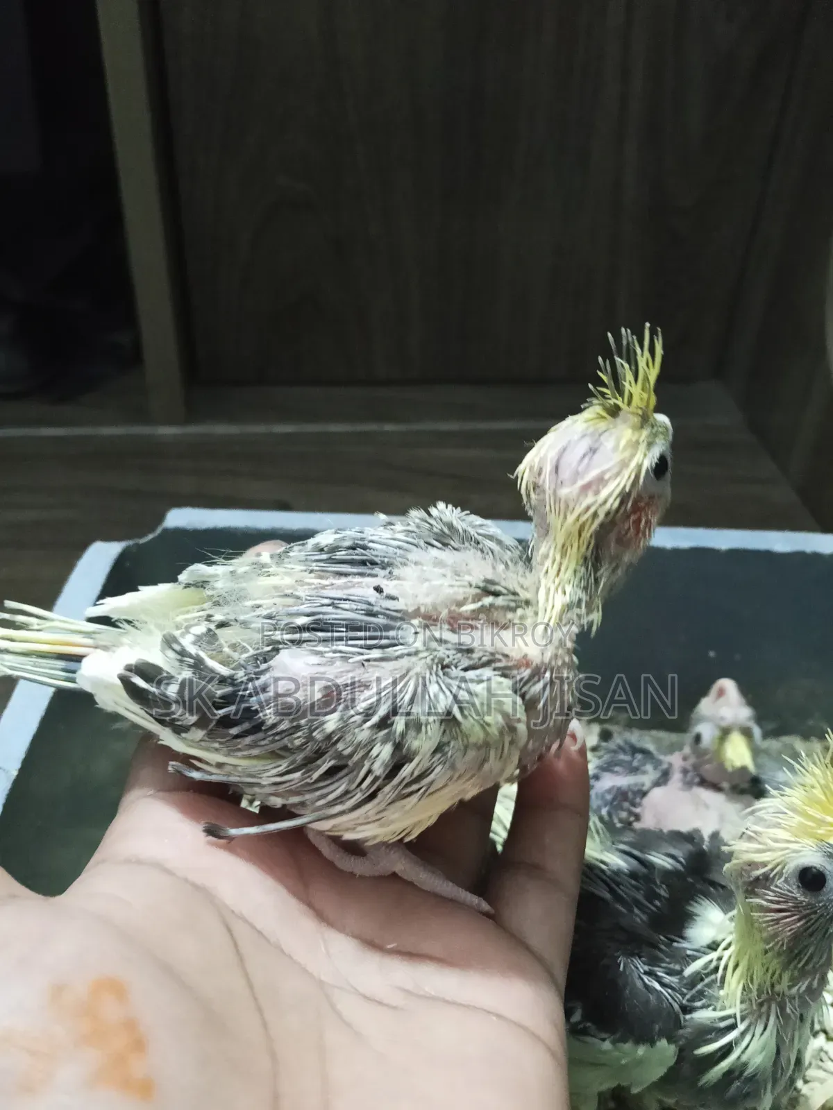 Tame Sized Cockatiel Baby