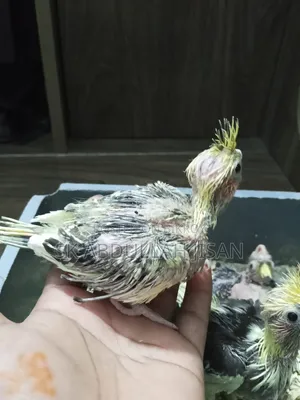 Tame Sized Cockatiel Baby