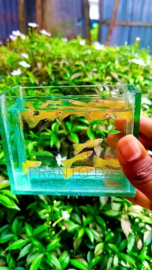 Golden Cobra Guppy Adult Size