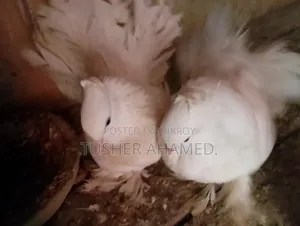 Selling Lokha Pigeons