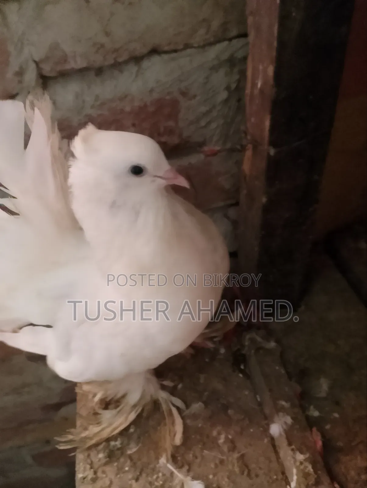 Selling Lokha Pigeons