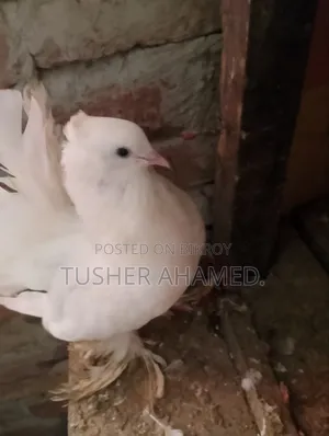 Selling Lokha Pigeons
