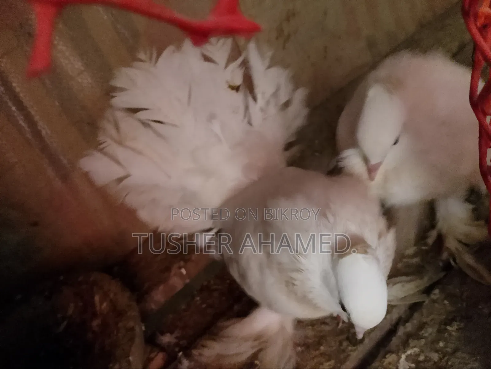 Pigeons for Sale