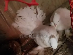 Pigeons for Sale