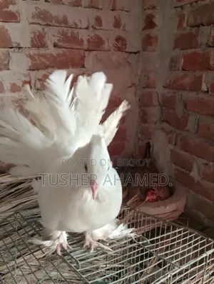 Selling Lokha Pigeons