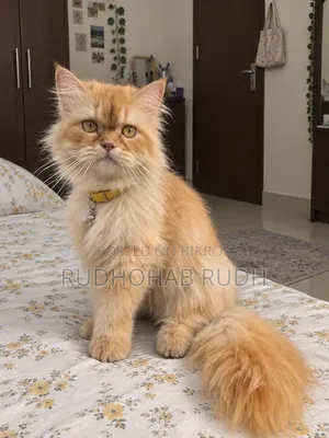 6-12 Months Female Purebred Persian Cat