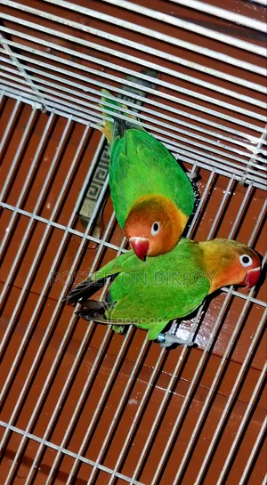 Love Bird Pair