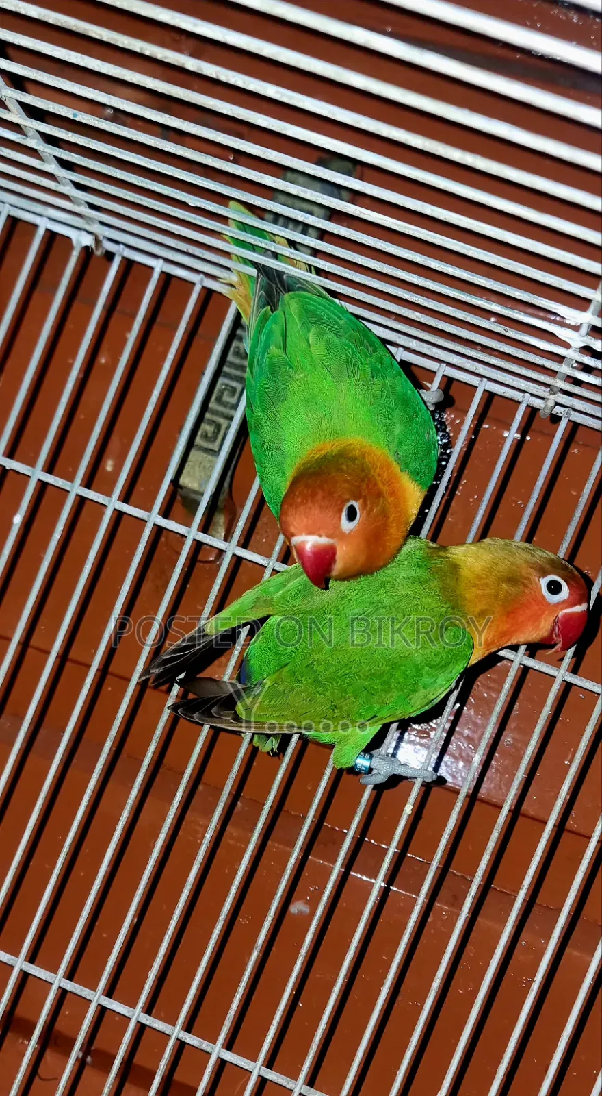Love Bird Pair