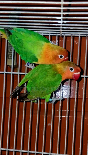 Love Bird Pair