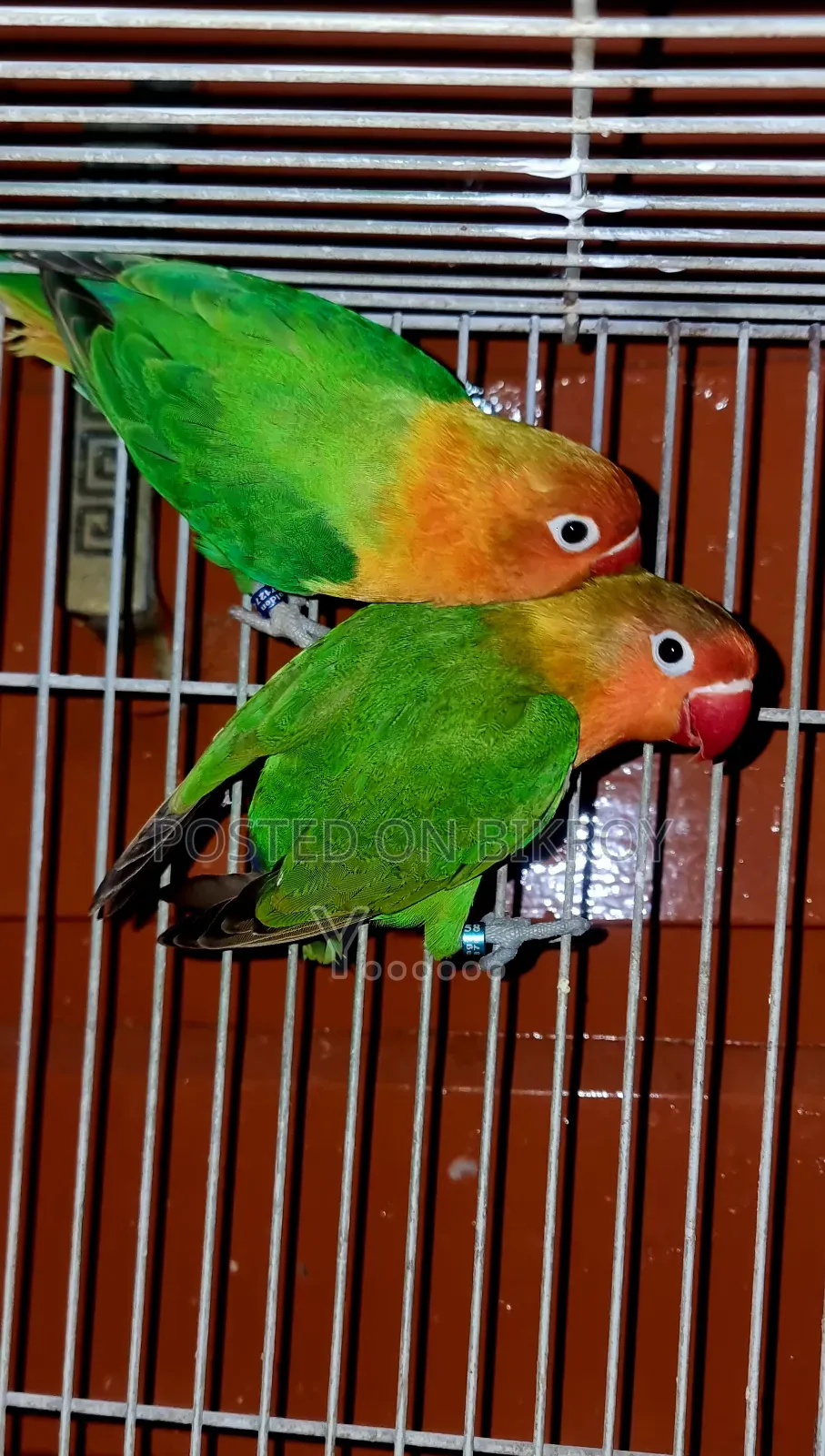 Love Bird Pair