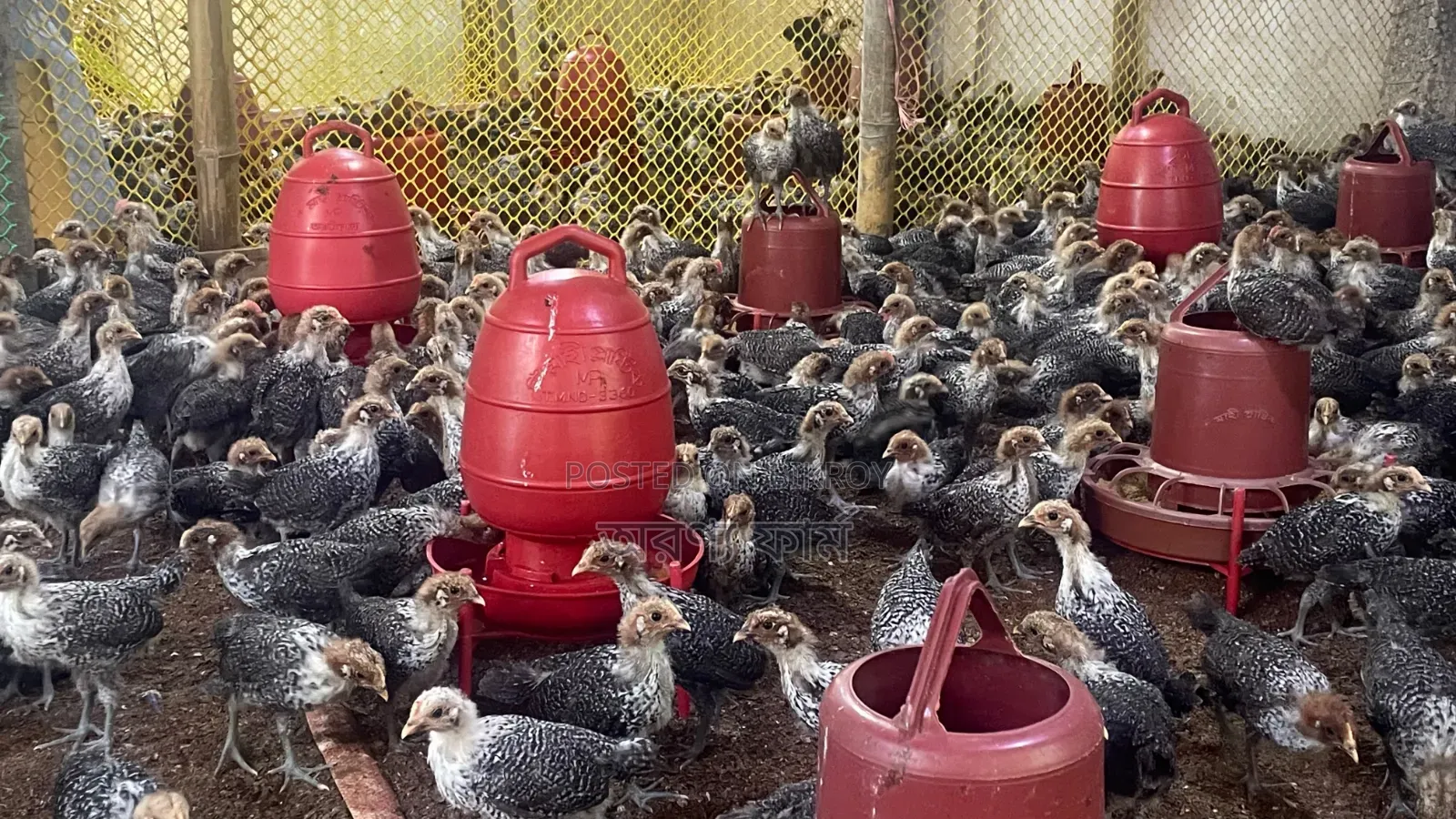Original Egyptian Fayoumi