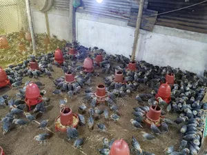 Original Egyptian Fayoumi