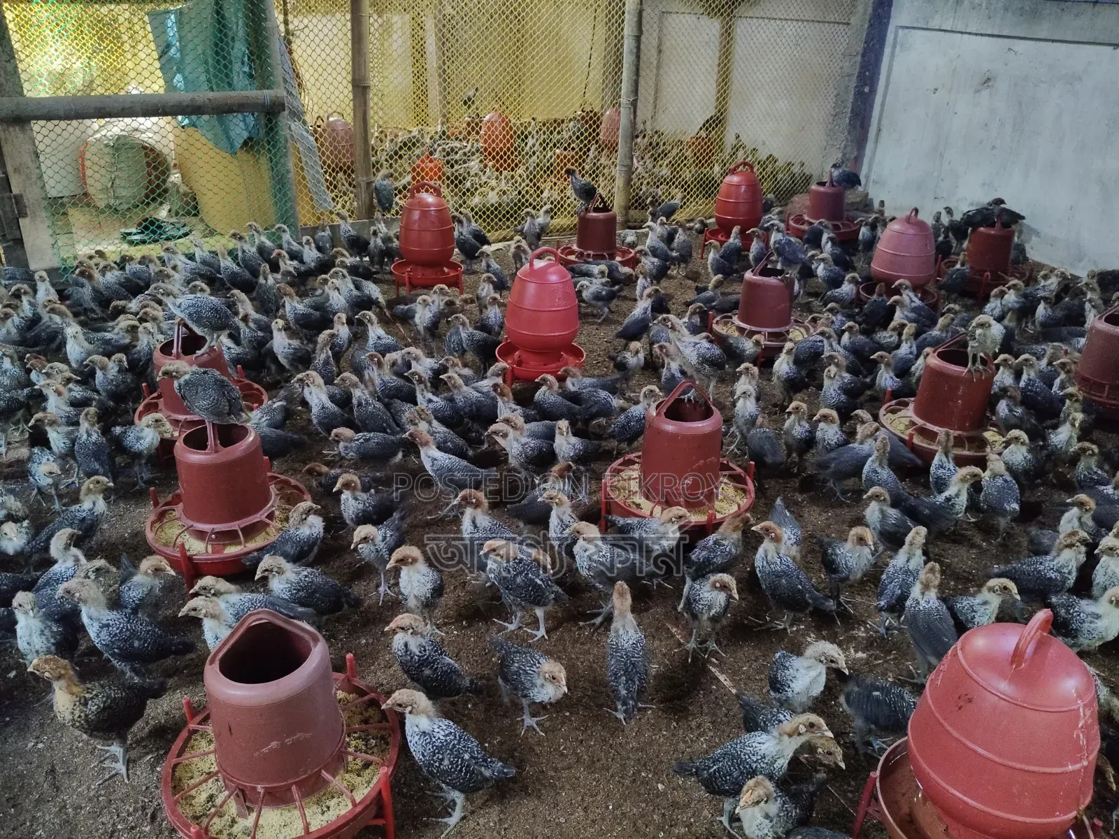 Original Egyptian Fayoumi