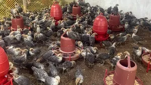 Original Egyptian Fayoumi