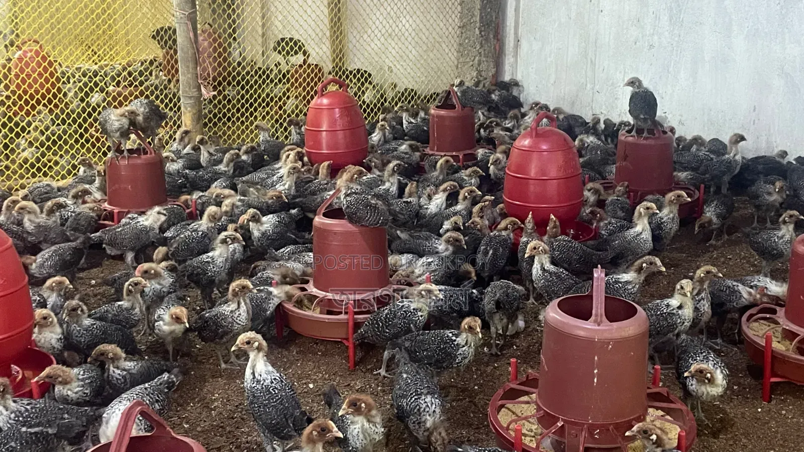 Original Egyptian Fayoumi