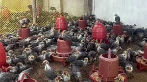 Original Egyptian Fayoumi
