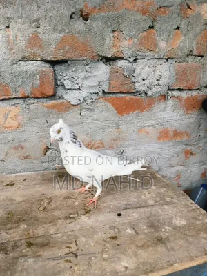 Giribaj Pigeon