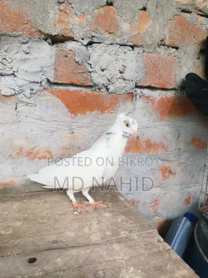 Giribaj Pigeon