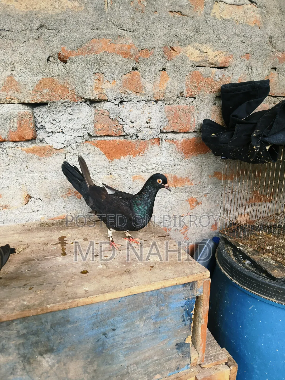Giribaj Pigeon