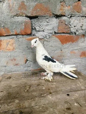 Giribaj Pigeon