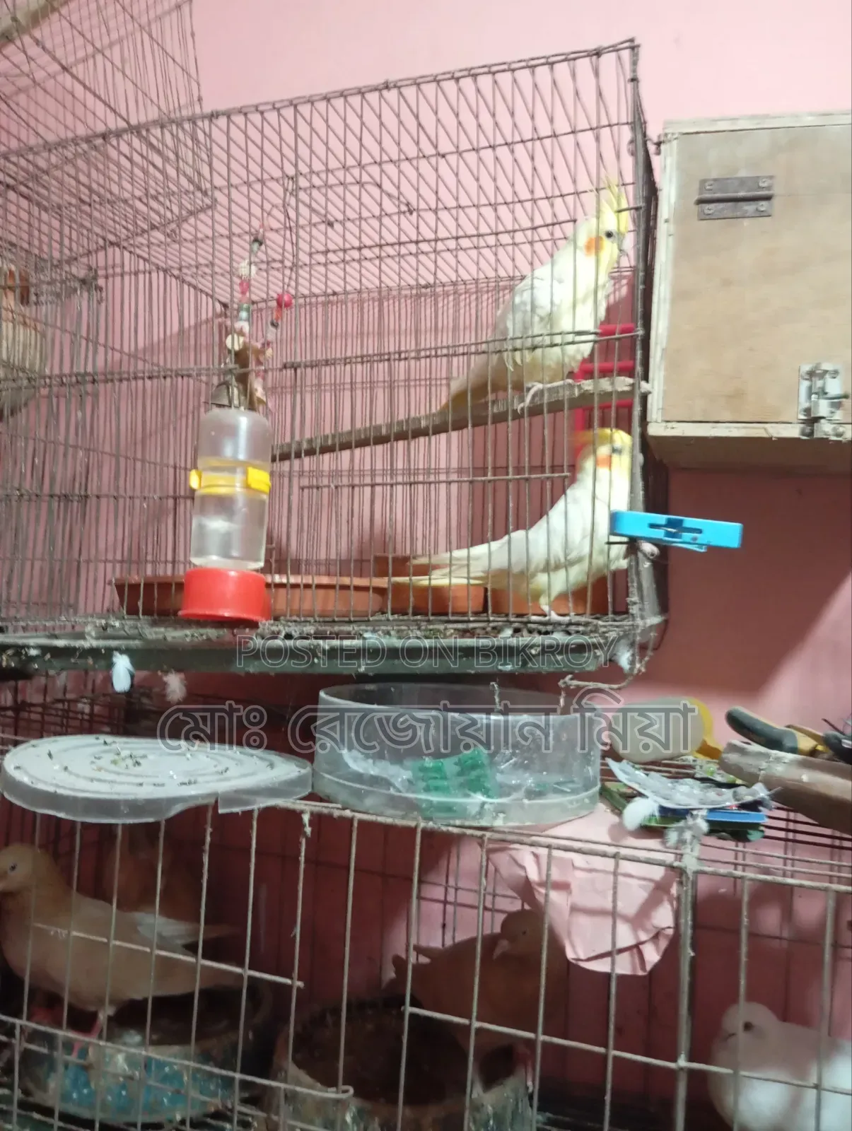 Pigeons Cockatiels Budgies All Will Be Sold