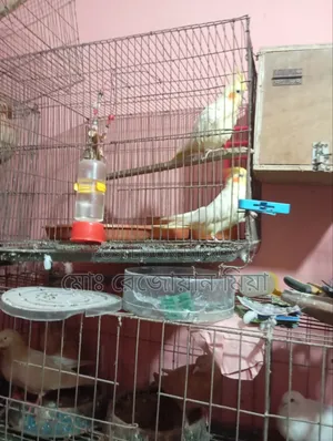 Pigeons Cockatiels Budgies All Will Be Sold
