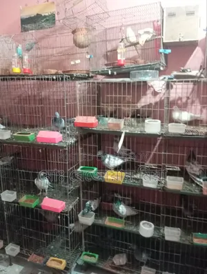 Pigeons Cockatiels Budgies All Will Be Sold