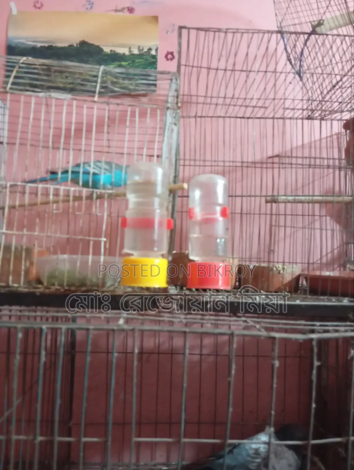 Pigeons Cockatiels Budgies All Will Be Sold