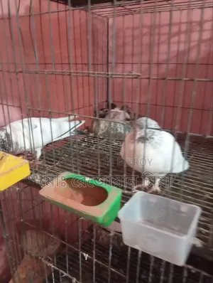 Pigeons Cockatiels Budgies All Will Be Sold