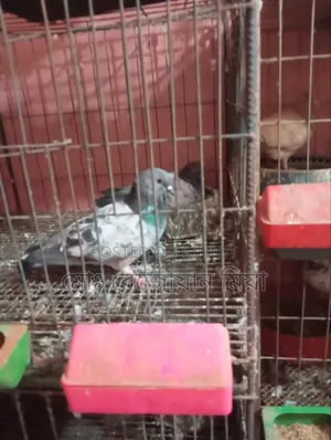 Pigeons Cockatiels Budgies All Will Be Sold
