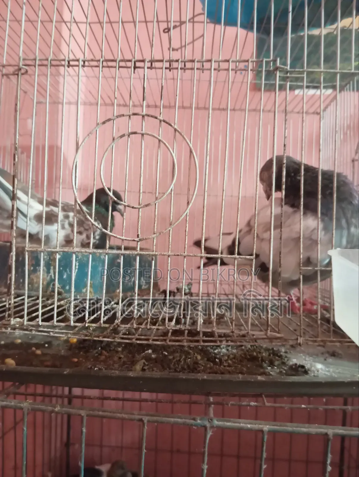 Pigeons Cockatiels Budgies All Will Be Sold