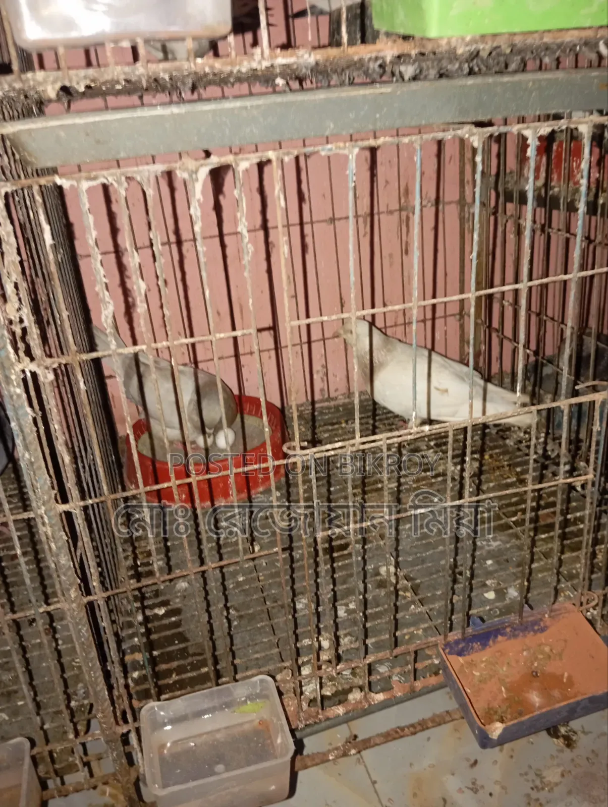 Pigeons Cockatiels Budgies All Will Be Sold