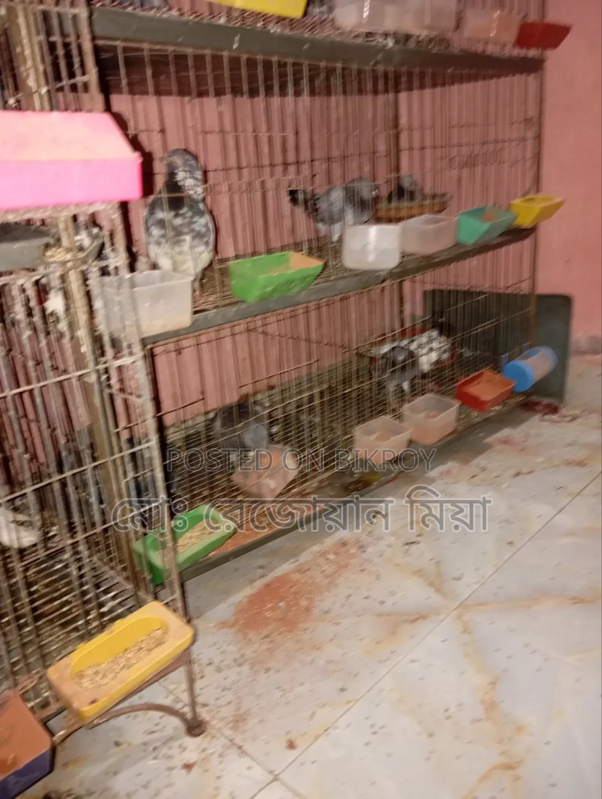 Pigeons Cockatiels Budgies All Will Be Sold
