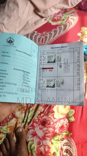 ৩-৬ মাসের পুরুষ খাঁটি পার্সিয়ান