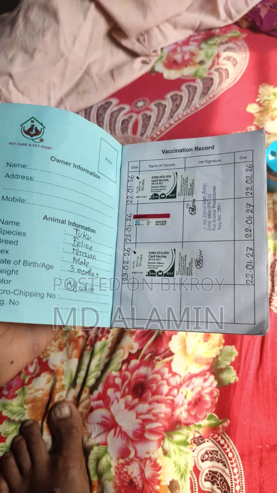 ৩-৬ মাসের পুরুষ খাঁটি পার্সিয়ান