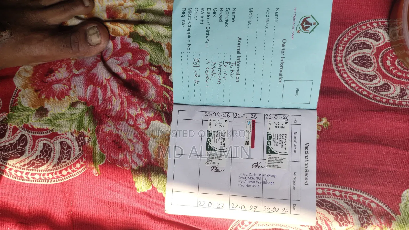 ৩-৬ মাসের পুরুষ খাঁটি পার্সিয়ান