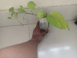 Money Plant
