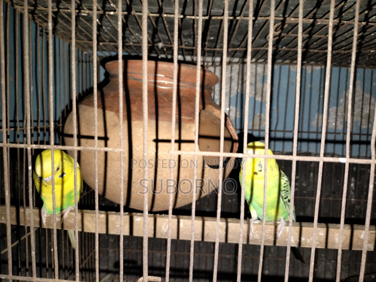 Budgerigar Bird