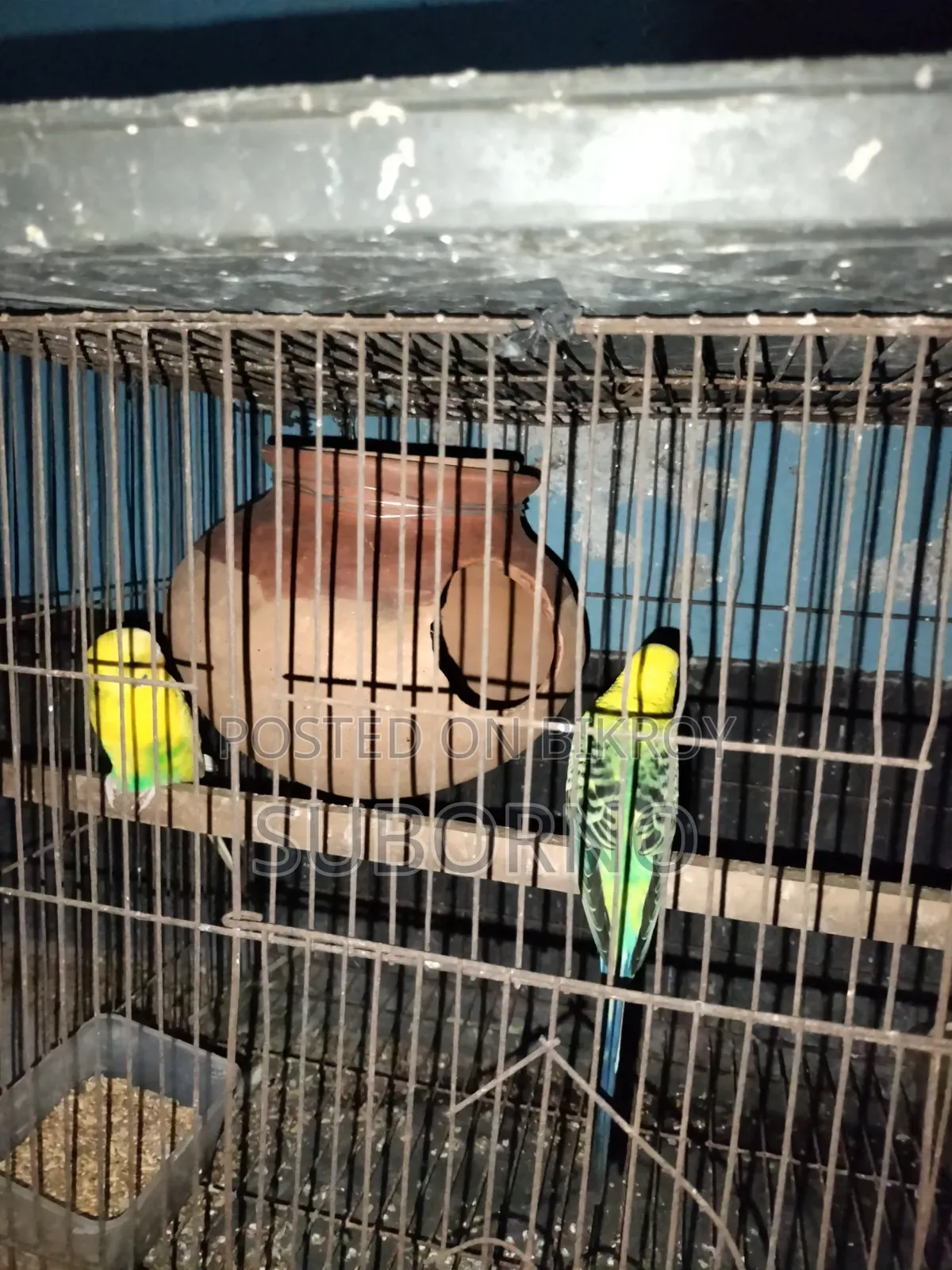 Budgerigar Bird